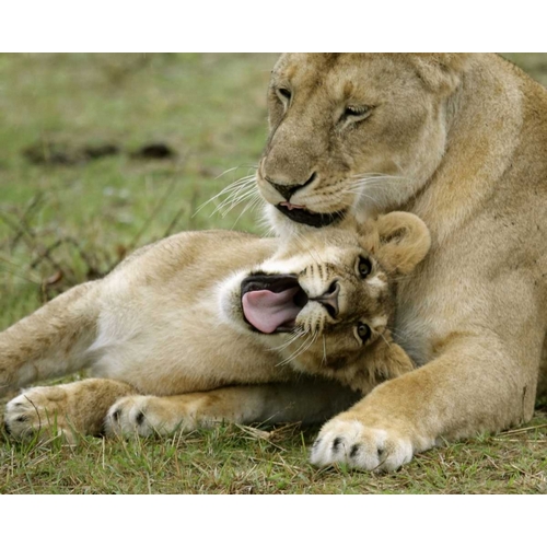 Kenya, Masai Mara, African lioness with cub